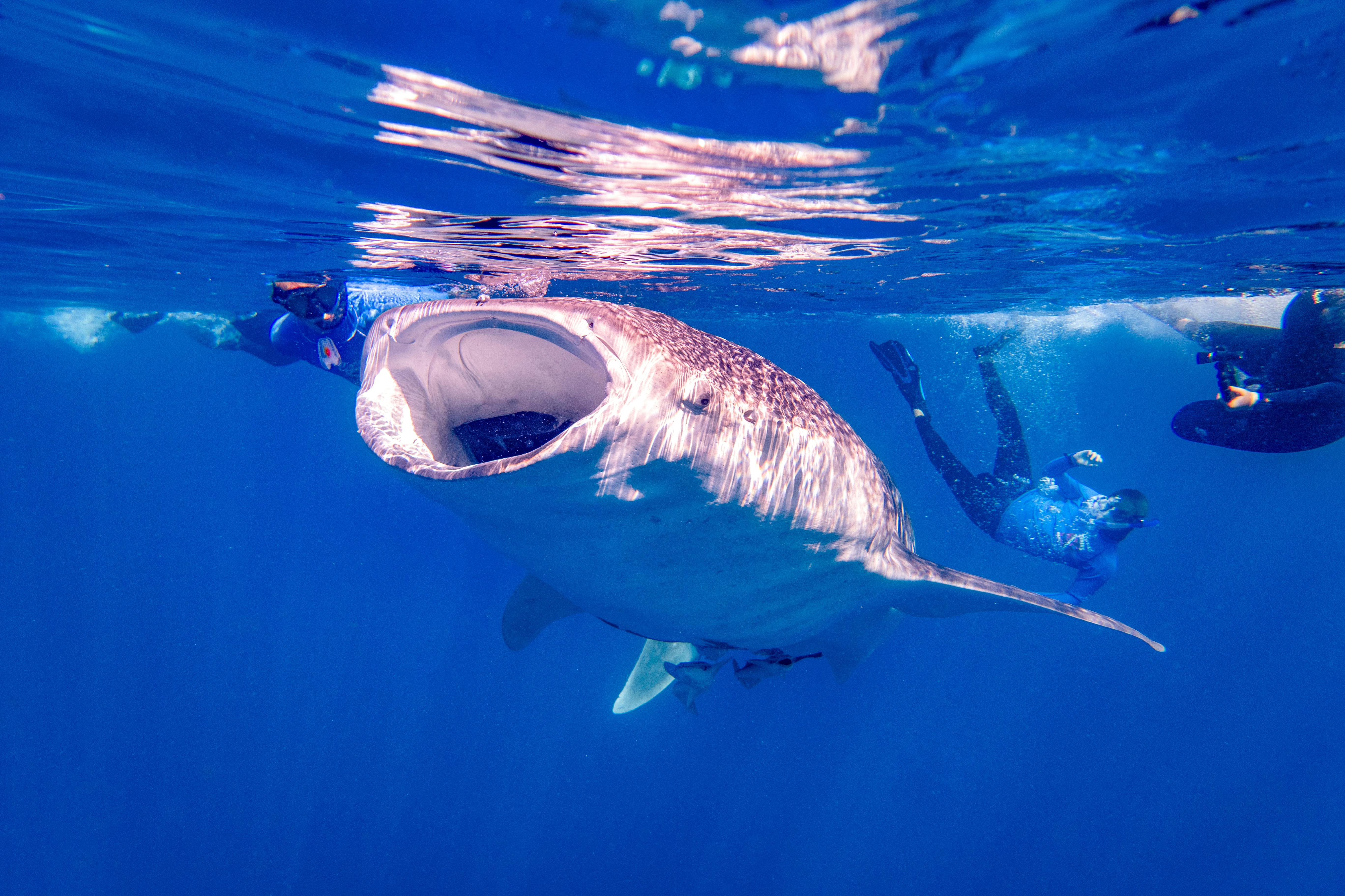 /images/snorkel-shark-1.jpg