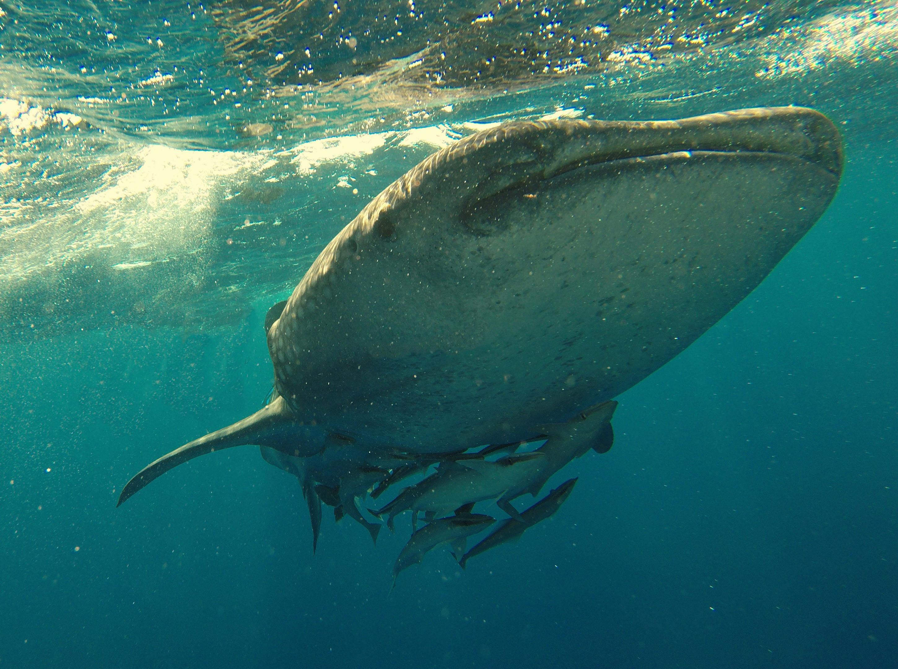 /images/snorkel-shark-3.jpg