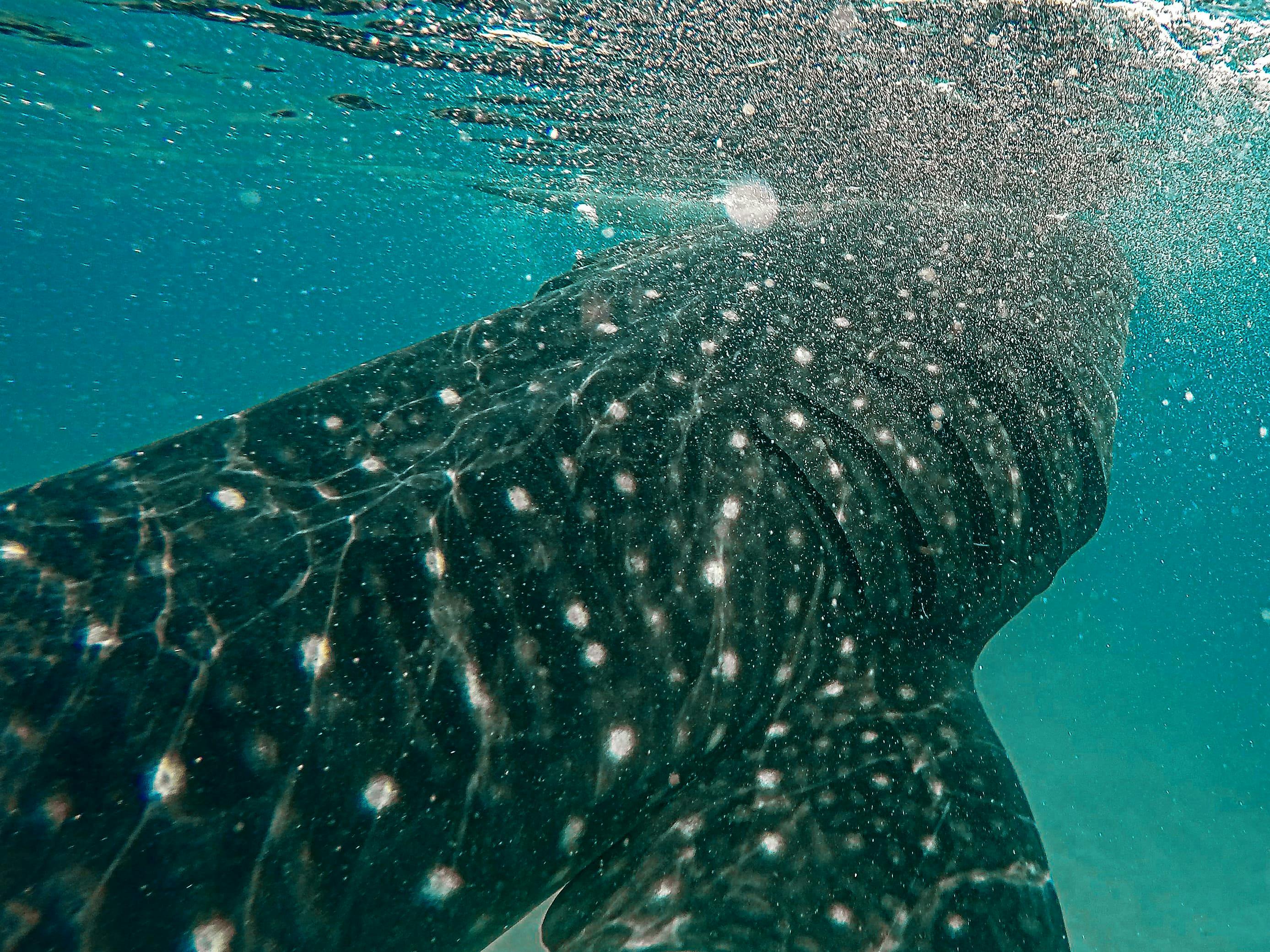 /images/snorkel-shark-4.jpg